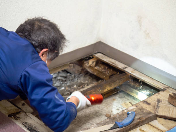 Best Black Mold Removal  in Poland, OH