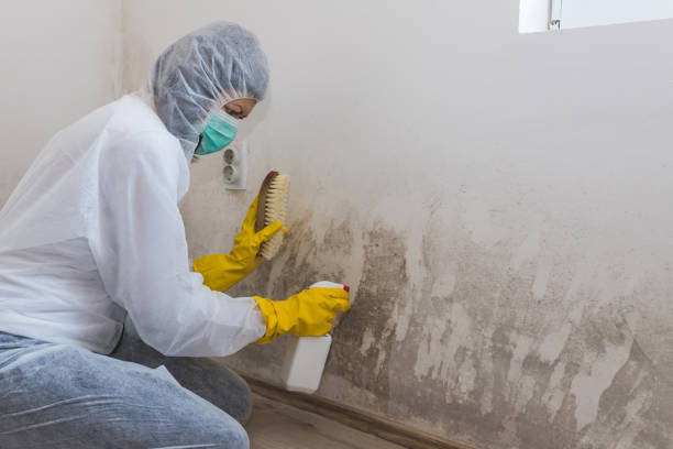 Mold Testing and Removal in Poland, OH