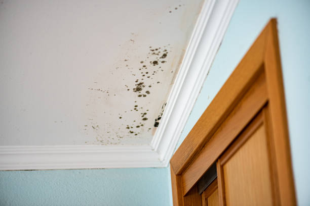 Best Mold Cleaning Services  in Poland, OH