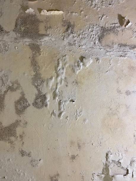 Best Black Mold Removal  in Poland, OH